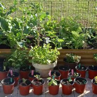 Greenthumb Granny (@greenthumbgrann) 's Twitter Profile