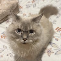 Ken (@kensoeb) 's Twitter Profile