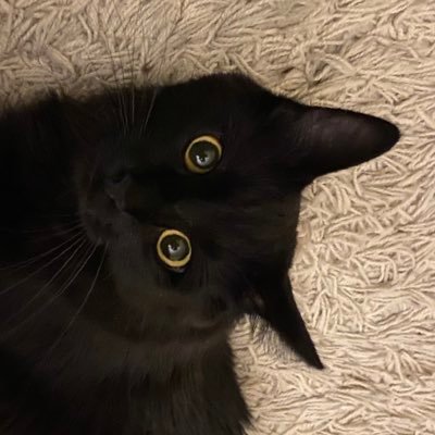 aurashakes's profile picture. eugenics survivor