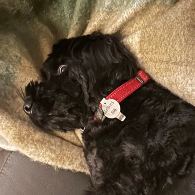 paul_esenna's profile picture. #weareportadelaide #FinoAllaFineForzaJuve