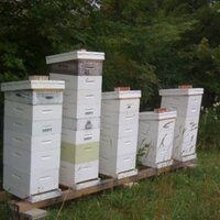 Terry Toland - @Beekeeper_Terry Twitter Profile Photo