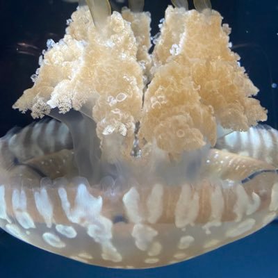 nyo_oyn22's profile picture. 