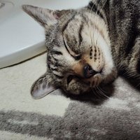 1922mirai (@tositosixyz) 's Twitter Profile