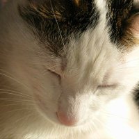 みき (@bluetalk69) 's Twitter Profile Photo