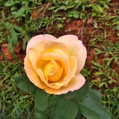 SZeliotto's profile picture. 