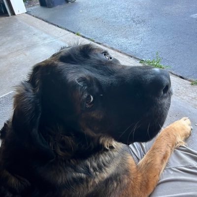 hochulisnuts's profile picture. Old grumpy American/Italian