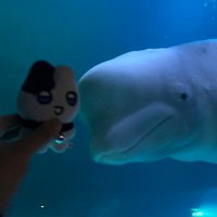 벨루가🐬 (@beluga___plli) 's Twitter Profile Photo 벨루가🐬 (@beluga___plli) 's Twitter Profile Photo