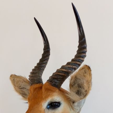 NgulubeMel83786's profile picture. A Taxidermist specializes in preserving and mounting animal hides and hunting trophies