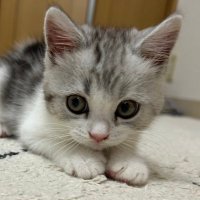 立ち耳スコティッシュのポノくん (@pono_neko_cat) Twitter profile photo