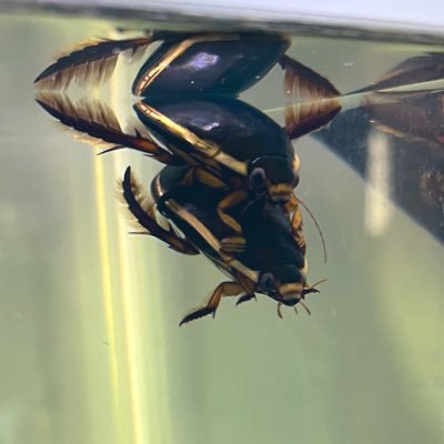 主に爬虫類・両生類が好きで、最近は昆虫にもハマってます。たまに採集の成果などをツイートするのでよろしくお願いします!