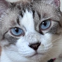 デル🐾ネコ (@del_kamu) 's Twitter Profile