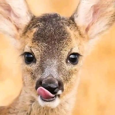 Daniel749740933's profile picture. Joker