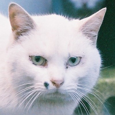 やっぱり猫が好き! TOMOOの方がもっと好き!
NO MUSIC, NO LIFE
野良猫写真家(自称ね!)