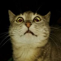 Мешти Ж (@meshtyjoj) 's Twitter Profile Photo Мешти Ж (@meshtyjoj) 's Twitter Profile Photo