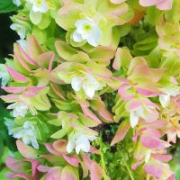 にゃ𓃠 (@u0_0u_wan) Twitter profile photo