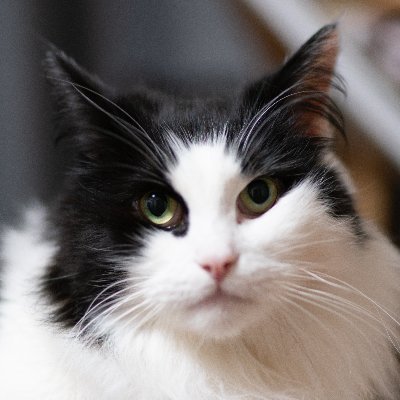 @yabecch の雑食アカ。
小型ネコ科動物「以外」の気に入った写真をアップします。無断使用と誹謗中傷以外はご自由にお願いします。
高解像度をウリでやらせてもろてます。
ぜひタップして高画質で見てみてください。
