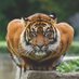 TheBengalTiger (@deluxe_mma) Twitter profile photo TheBengalTiger (@deluxe_mma) Twitter profile photo