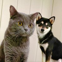 ブリショむぅー&柴犬もも (@mou_and_momo) 's Twitter Profile