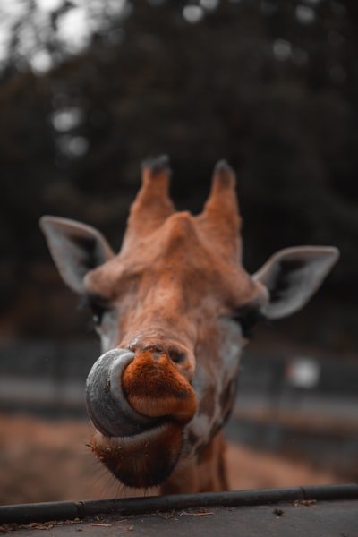 Ibrahim15648384's profile picture. 