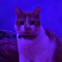 nikkii (@nipotatos) 's Twitter Profile