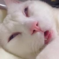 K. Zestinia (@zestiniaa) 's Twitter Profile