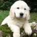 cute doggy pics (@mrsbrightside7x) Twitter profile photo cute doggy pics (@mrsbrightside7x) Twitter profile photo