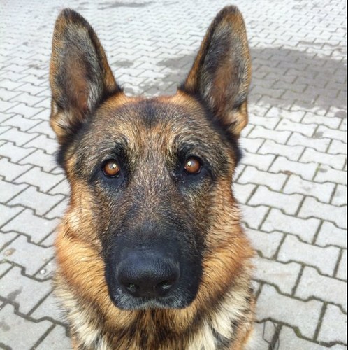 JozeMurko's profile picture. Faust Vll. Nemški ovčar. Neverjetna bitja. Vsak zase je bil zame najlepši na svetu. Vsak, g. Pes. Zver, ki smo jo slehrno imeli zelo radi. l 💓 Vučko.