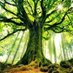 Árbol (@arbolgrande53) Twitter profile photo Árbol (@arbolgrande53) Twitter profile photo