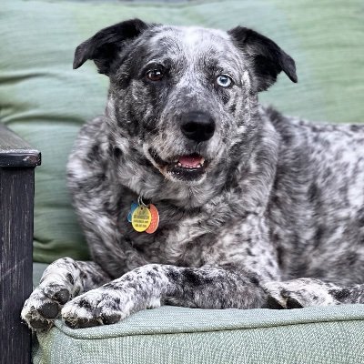 Idaho_Dad's profile picture. Dad. Catholic. Dog 🐕 owner. Open heart surgery survivor. Work in finance and data.