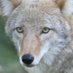 Mad Dog and Coyote (@maddogandyote24) Twitter profile photo Mad Dog and Coyote (@maddogandyote24) Twitter profile photo