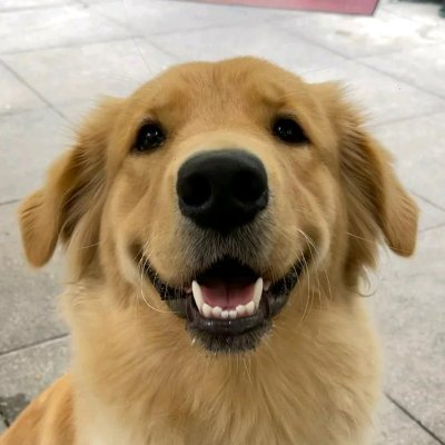 petcute_tv's profile picture. Funny, good and  upbeat videos of 🐶🐱🐻🐺🐨🐼🌏🐧🐬🐳🐾🐝🐟🐠🏞️👶

#animals #cute #pets #memes | @TumultoBrazil @insaneclipson @semladraoz Follow back 💯