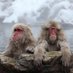 Macro Monkey (@macro_monkey_) Twitter profile photo