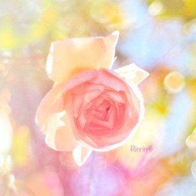 お花をメインに撮っています(📷OLYMPUS♡oldlens♡たまにiphone16pro)✩経理事務社員✩猫♡犬♡空♡鉄道♡かわいい♡美しいものに心惹かれます♡娘&息子♡愛猫♡ハチワレ♡ちいかわ♡⚠︎︎(写真転載保存✖︎巻込み✖︎写真無しポストRP✖︎会話RP✖︎引用RP✖︎)残したくないpostは削除