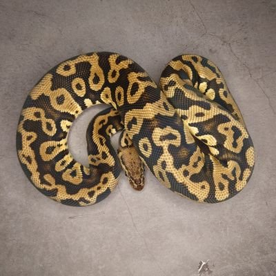 MKK36551722's profile picture. èã¯èŠæã ãã©ãããŒã«ã¯äœãéãã ããŒã«æ²Œã«âŠã ããŒã«ãã€ãœã³â39ãããã¢ãŽãã²ãã«ã²â1