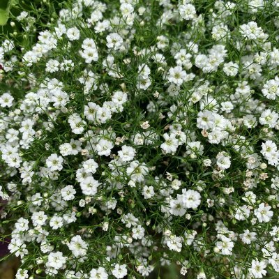 花のない惑星の人々は、私たちが花を身近に持っているということは、常に喜びで狂っているに違いないと思うでしょう。マードック
花は…一筋の美しさが世界のあらゆる実用性を上回るという誇らしい主張です。花は常に人々をより良く、より幸せに、より役立つものにします。花は心にとって太陽の光であり、食べ物であり、薬なのです。