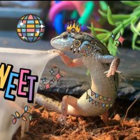 Riputonpiruton (@riputonpiruton) Twitter profile photo