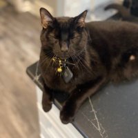 Yoruichi Shihōin🌚🐈⬛ (@crypticcat118) 's Twitter Profile