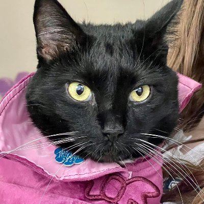 snufflette's profile picture. K-5 Gifted Support Teacher, Mom of 2, Cat Mom of 1