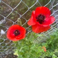 Linda Patterson (@lpatterson14219) 's Twitter Profile