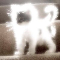 Glow Cat (@glowcateth) 's Twitter Profile
