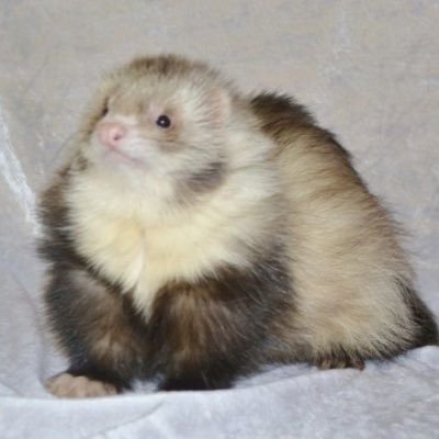 oliveliketoread's profile picture. 