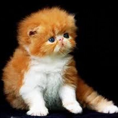 93 Gambar Kucing Hias Paling Keren 93 Gambar Kucing Hias Paling Keren