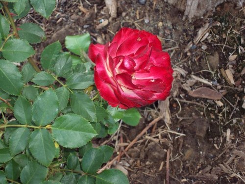 AlmeidaKaylyn23's profile picture. 