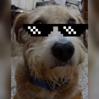 TibuD🐶gC😺t ® X (@tiburon_vargas) 's Twitter Profile