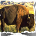 Buffalo Ridge Elem (@bredcsd) Twitter profile photo