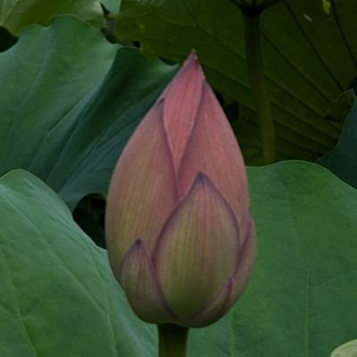 ネルコさんのプロフィール画像