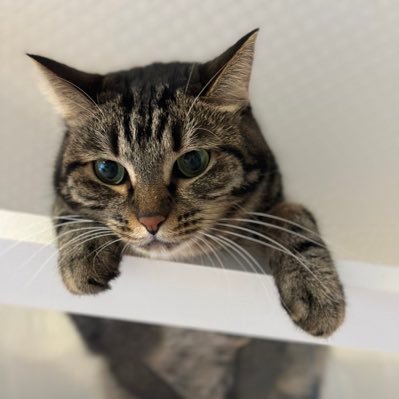 guligula0015's profile picture. 