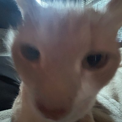 rozrozhy's profile picture. inactive posting schedule ,,