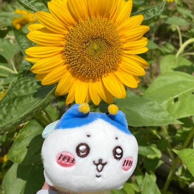 marumarupkpk's profile picture. アラサー女。元々は転職活動垢でしたが今はちいかわ垢＆日常垢になってます。ちいかわ（特にハチワレ）やポケモン、うさまる、マイメロ、んぽちゃむなどが好きです。気軽に話しかけてください💓 ポケモンGOもだいすきです🫶