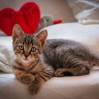 TigerLilly (@kirk_jesse66443) 's Twitter Profile